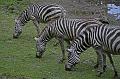 Zoo Schmiding 035